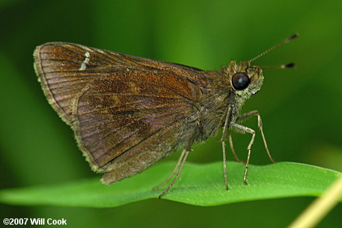 Clouded Skipper (Lerema accius)