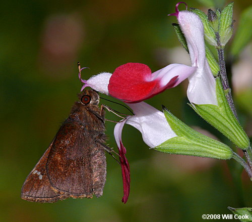 Clouded Skipper (Lerema accius)