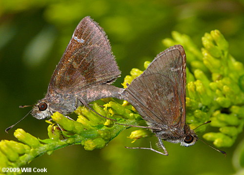 Clouded Skipper (Lerema accius)