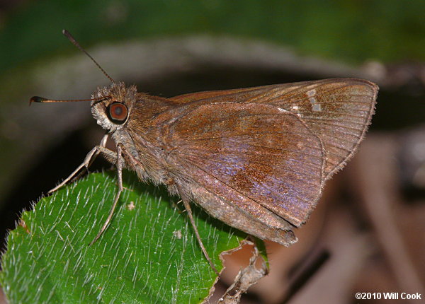 Clouded Skipper (Lerema accius)