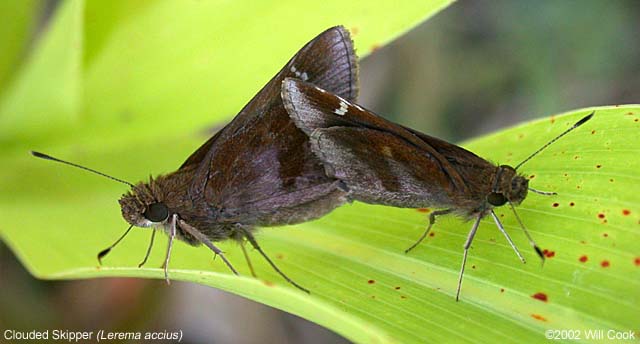 Clouded Skipper (Lerema accius)