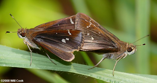 Clouded Skipper (Lerema accius)