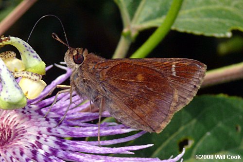 Clouded Skipper (Lerema accius)