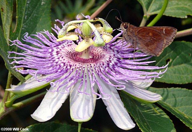 Clouded Skipper (Lerema accius) Maypops Passiflora incarnata