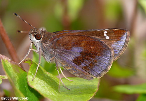 Clouded Skipper (Lerema accius)