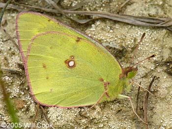 Clouded Sulphur (Colias philodice)