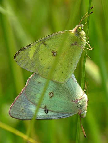 Clouded Sulphur (Colias philodice)