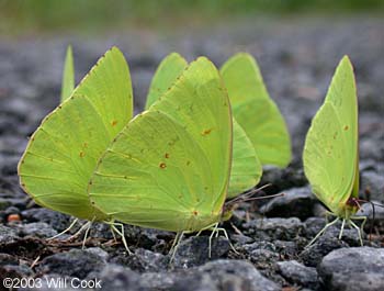 Cloudless Sulphur (Phoebis sennae)