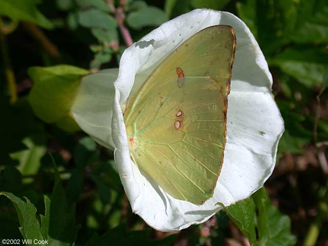 Cloudless Sulphur (Phoebis sennae)