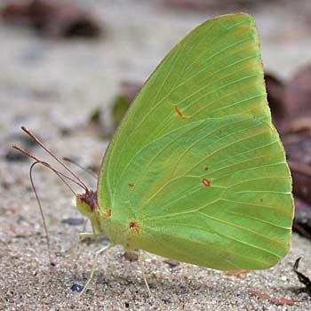 Cloudless Sulphur (Phoebis sennae)