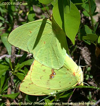 Cloudless Sulphur (Phoebis sennae)