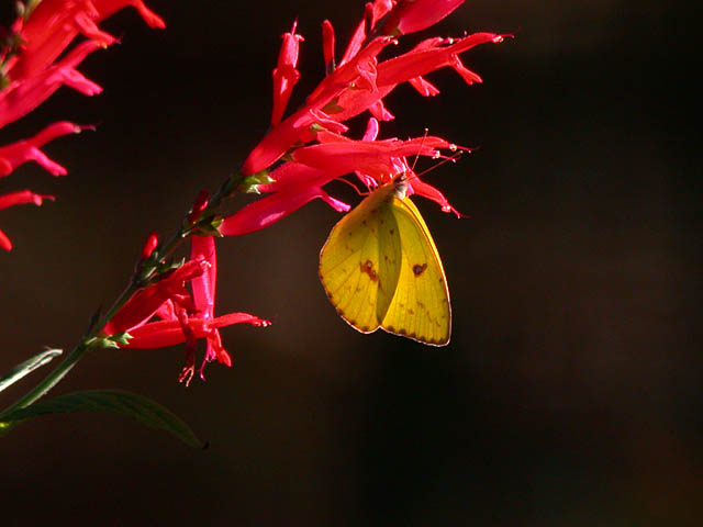 Cloudless Sulphur (Phoebis sennae)