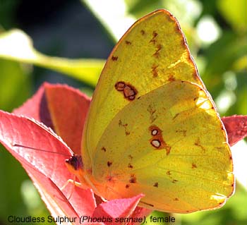 Cloudless Sulphur (Phoebis sennae)