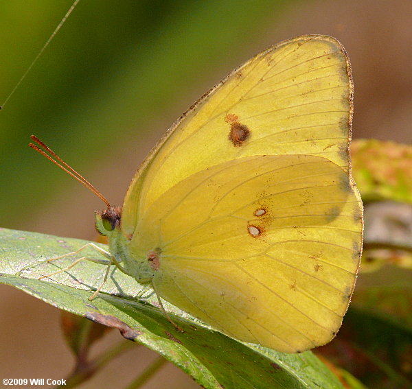 Cloudless Sulphur (Phoebis sennae)