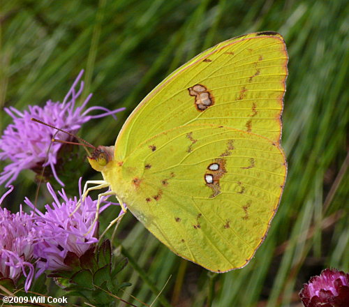 Cloudless Sulphur (Phoebis sennae)