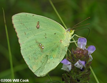 Cloudless Sulphur (Phoebis sennae)