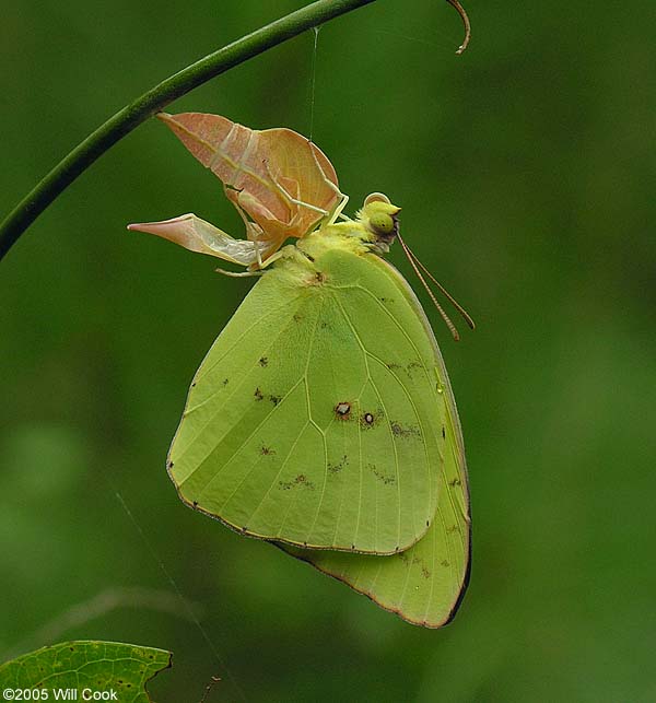 Cloudless Sulphur (Phoebis sennae)