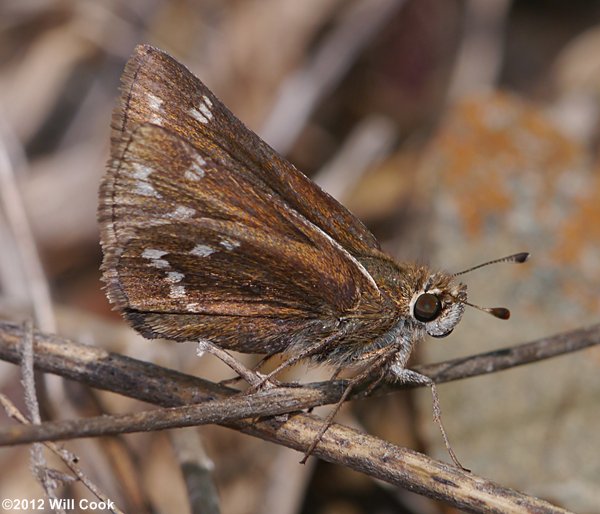 Cobweb Skipper (Hesperia metea)