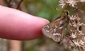 Cobweb Skipper (Hesperia metea)