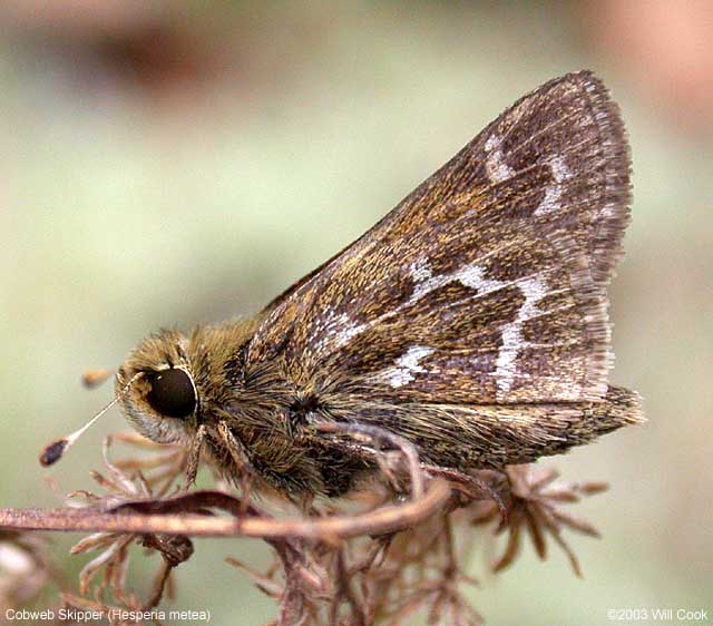 Cobweb Skipper (Hesperia metea)