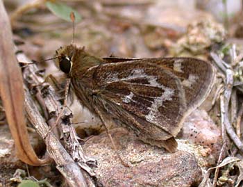 Cobweb Skipper (Hesperia metea)