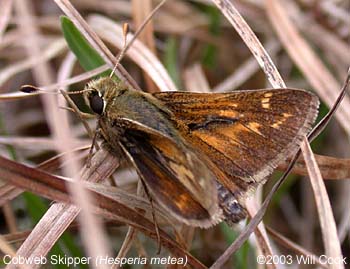 Cobweb Skipper (Hesperia metea)