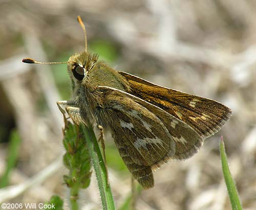 Cobweb Skipper (Hesperia metea)