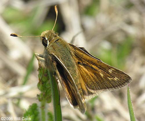 Cobweb Skipper (Hesperia metea)