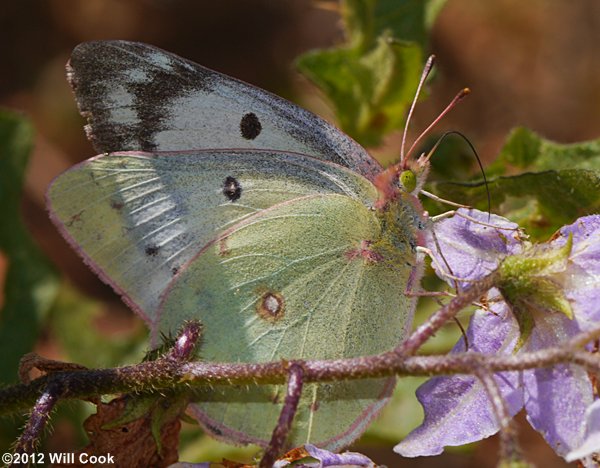 albino sulphur (Colias sp.)