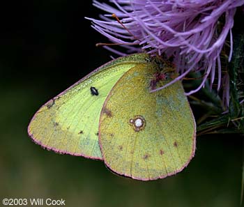 Clouded Sulphur (Colias philodice)