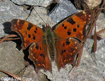 Eastern Comma (Polygonia comma)