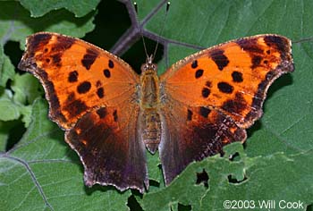 Eastern Comma (Polygonia comma)