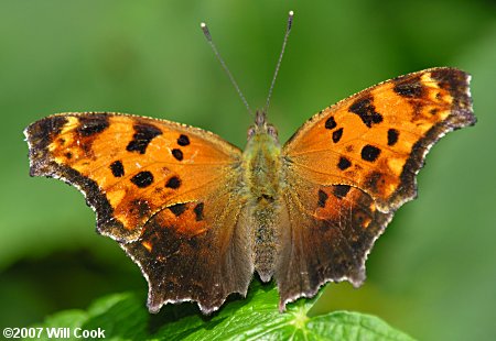 Eastern Comma (Polygonia comma)