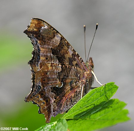 Eastern Comma (Polygonia comma)