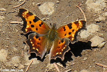 Green Comma (Polygonia faunus)