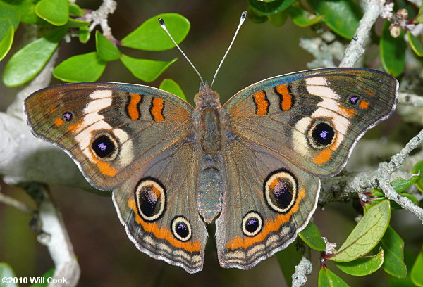 Common Buckeye (Junonia coenia)