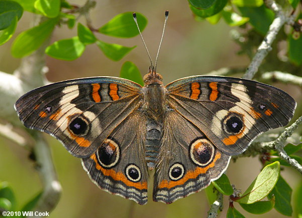 Common Buckeye (Junonia coenia)