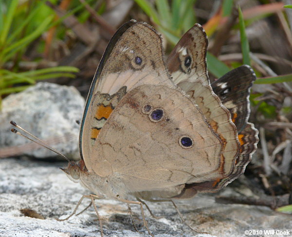 Common Buckeye (Junonia coenia)