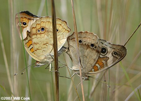 Common Buckeye (Junonia coenia)