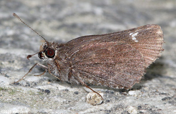 Common Roadside-Skipper (Amblyscirtes vialis)