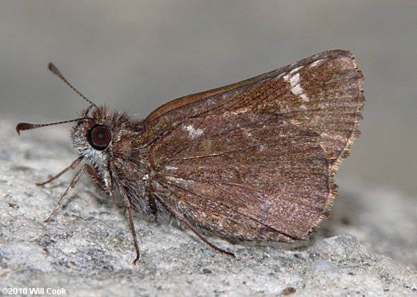 Common Roadside-Skipper (Amblyscirtes vialis)