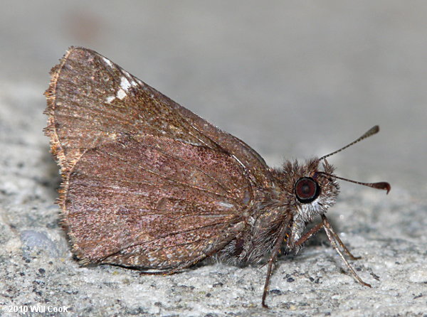 Common Roadside-Skipper (Amblyscirtes vialis)