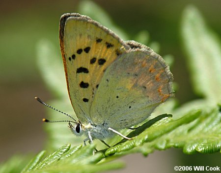 Lilac-bordered Copper (Lycaena nivalis)