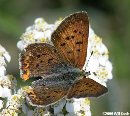 Purplish Copper (Lycaena helloides)