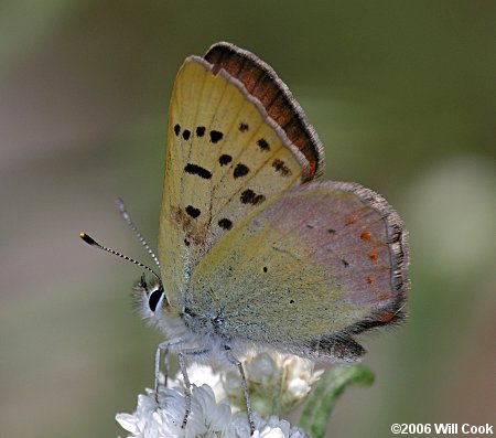 Lilac-bordered Copper (Lycaena nivalis)