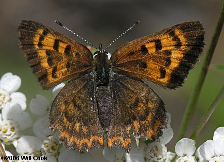 Mariposa Copper (Lycaena mariposa)