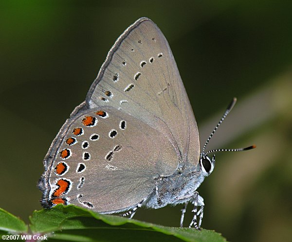 Coral Hairstreak (Satyrium titus)