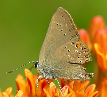 Coral Hairstreak (Satyrium titus)