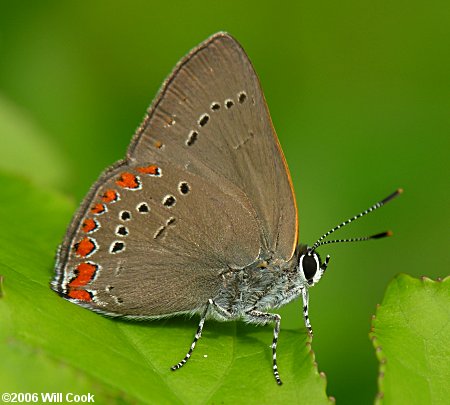 Coral Hairstreak (Satyrium titus)