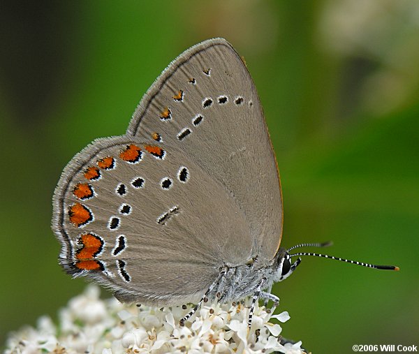 Coral Hairstreak (Satyrium titus)